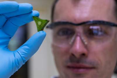 Biomaterial researcher Andraz Resetic examines a sample of a special cactus from South America.